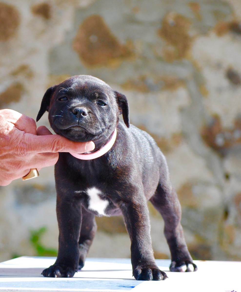 Staffordshire bull terrier