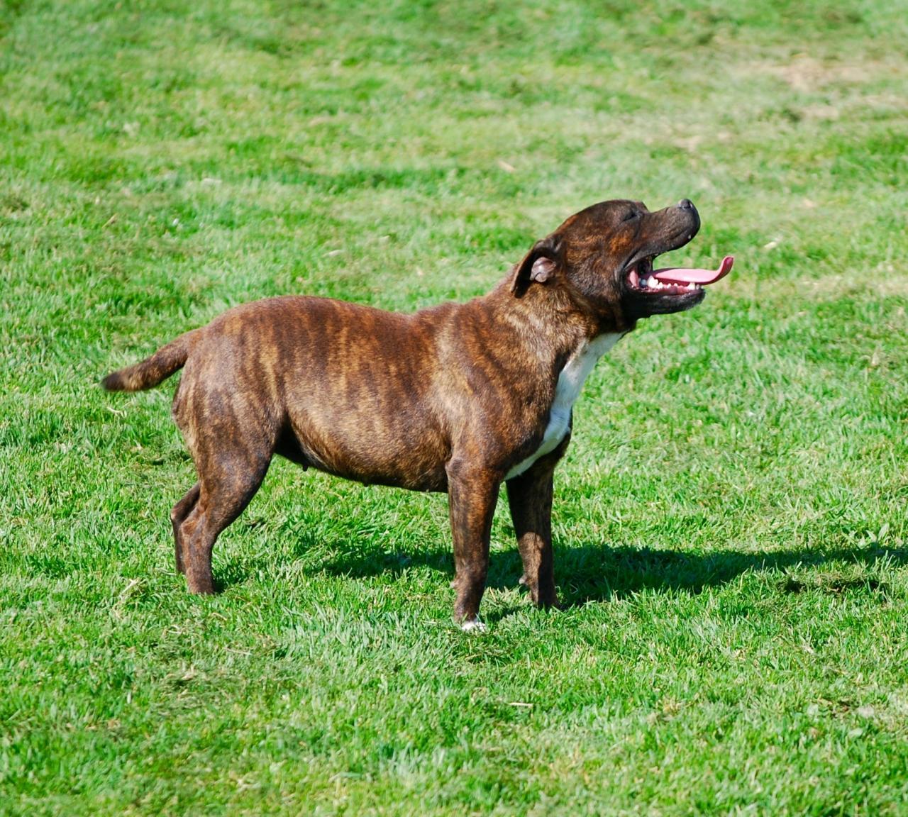 Staffordshire bull terrier