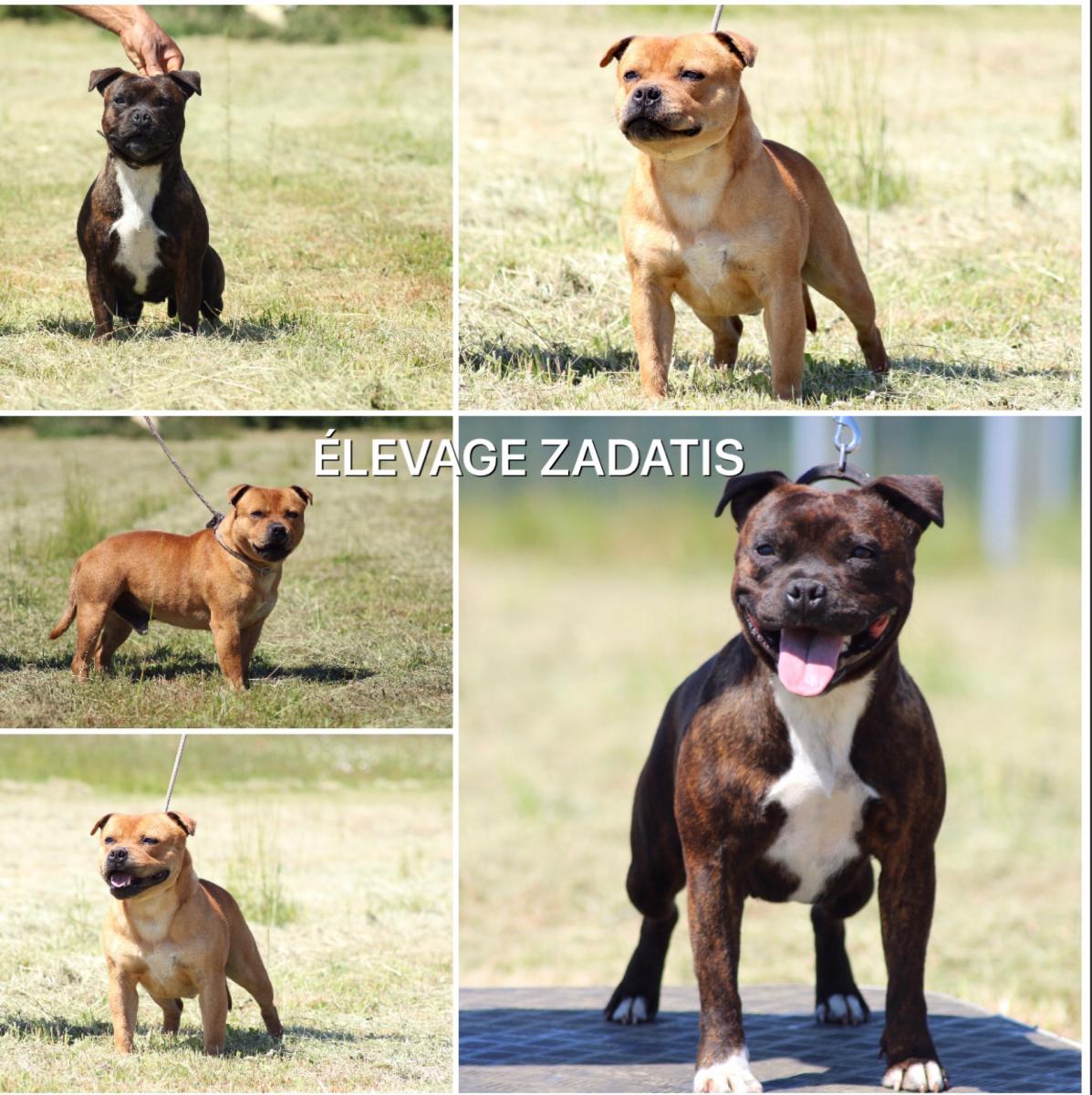 Staffordshire bull terrier