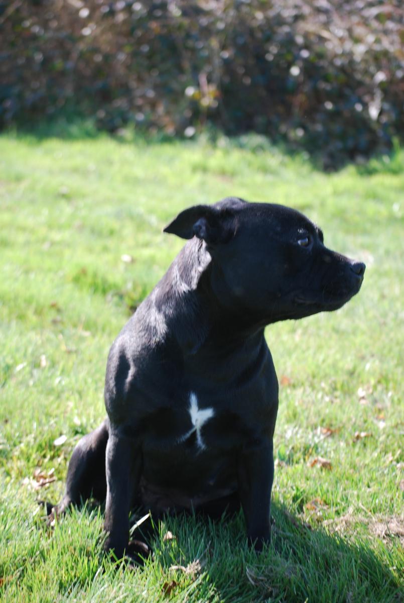 Staffordshire bull terrier