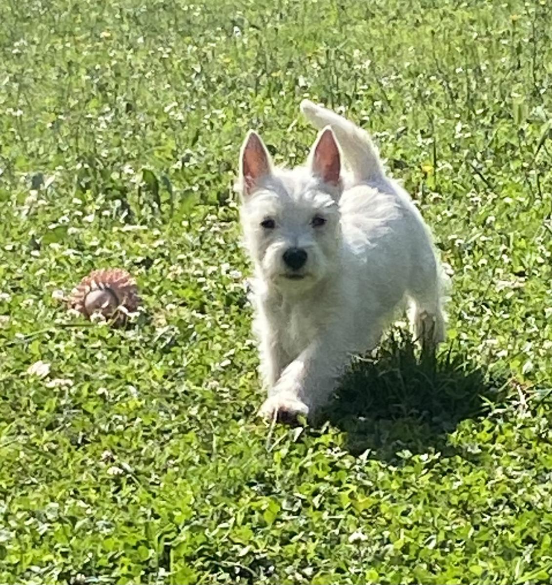 West highland white terrier