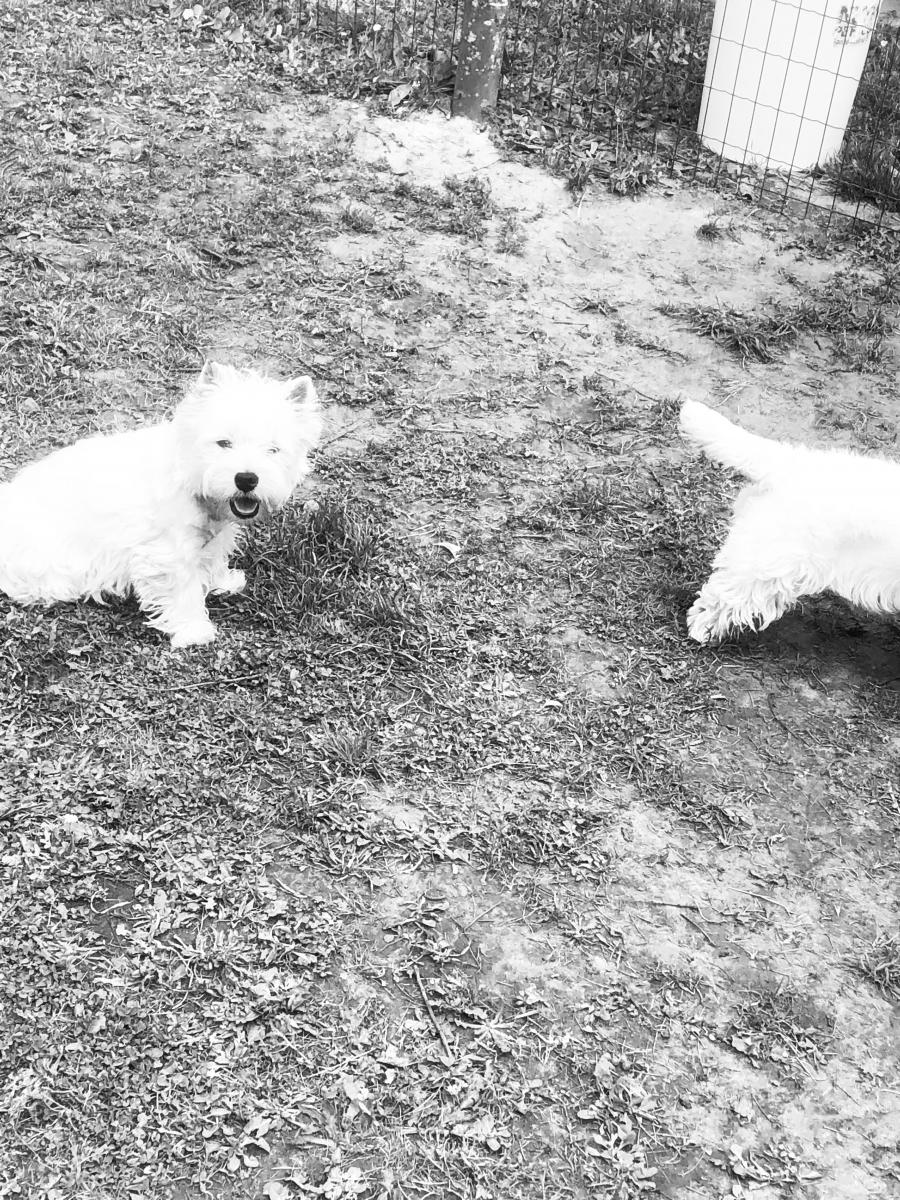 West highland white terrier