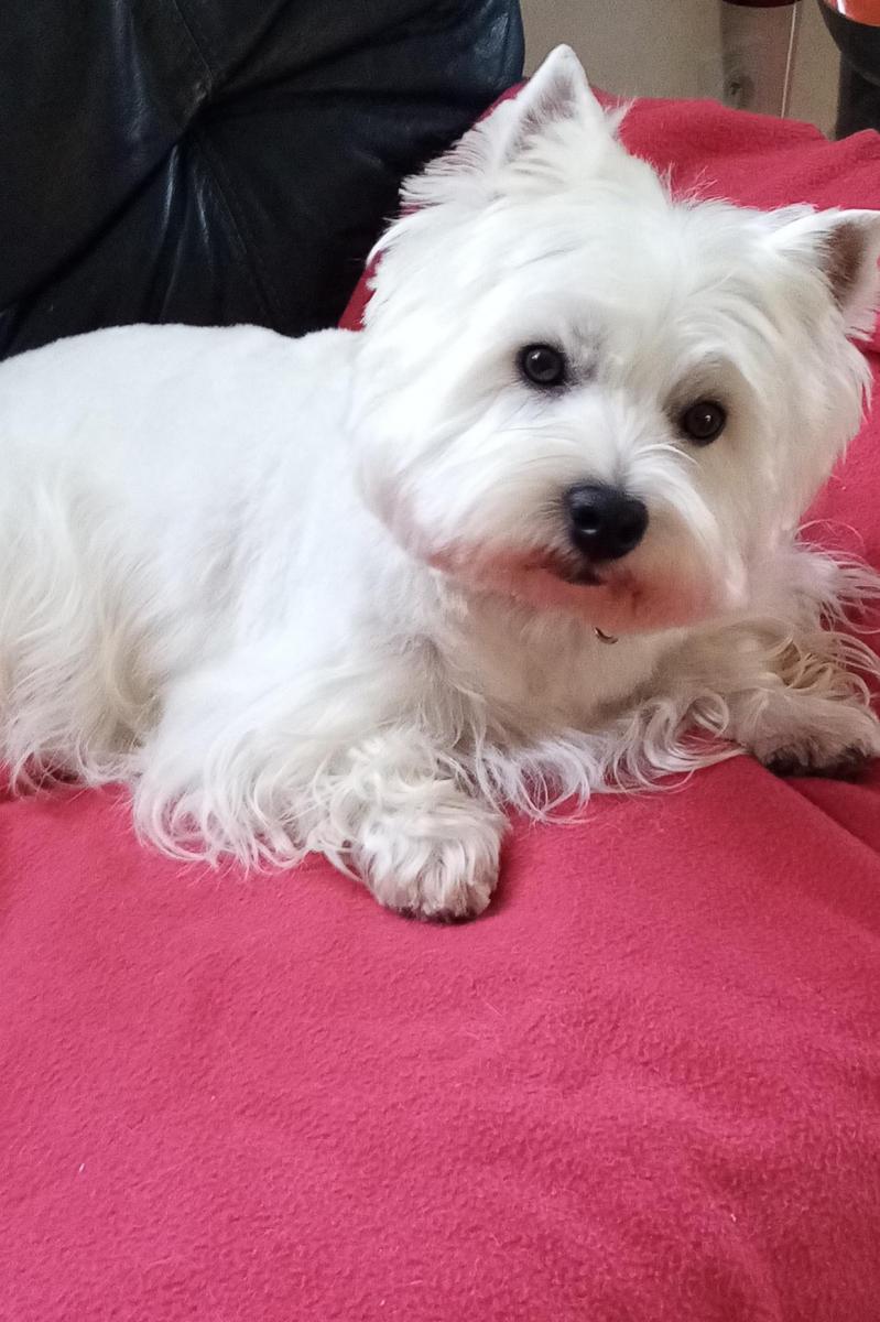 West highland white terrier