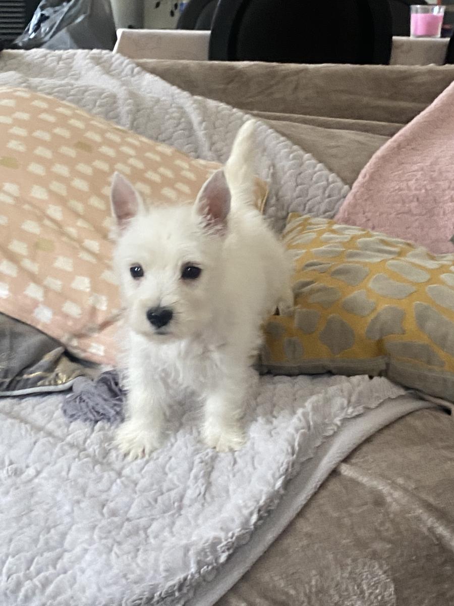 West highland white terrier