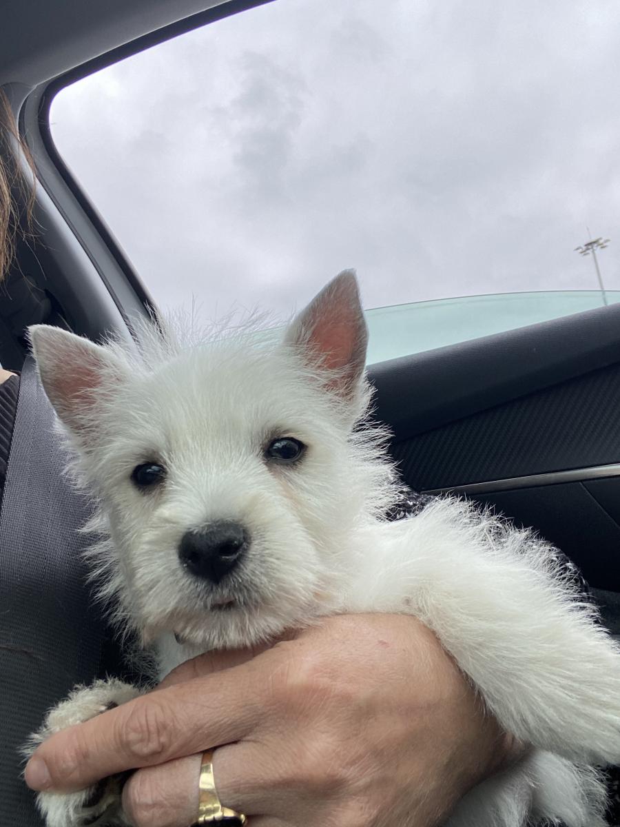 West highland white terrier