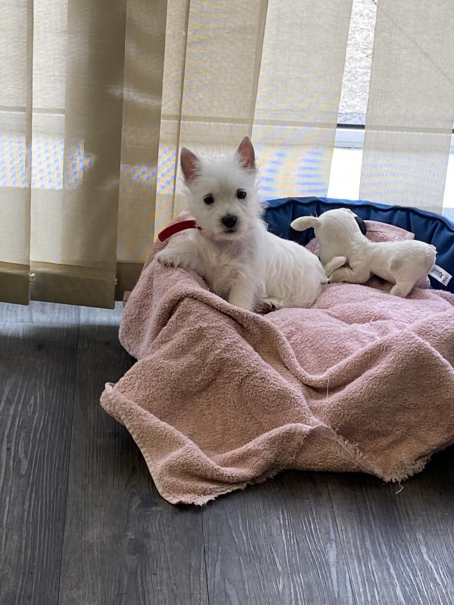 West highland white terrier