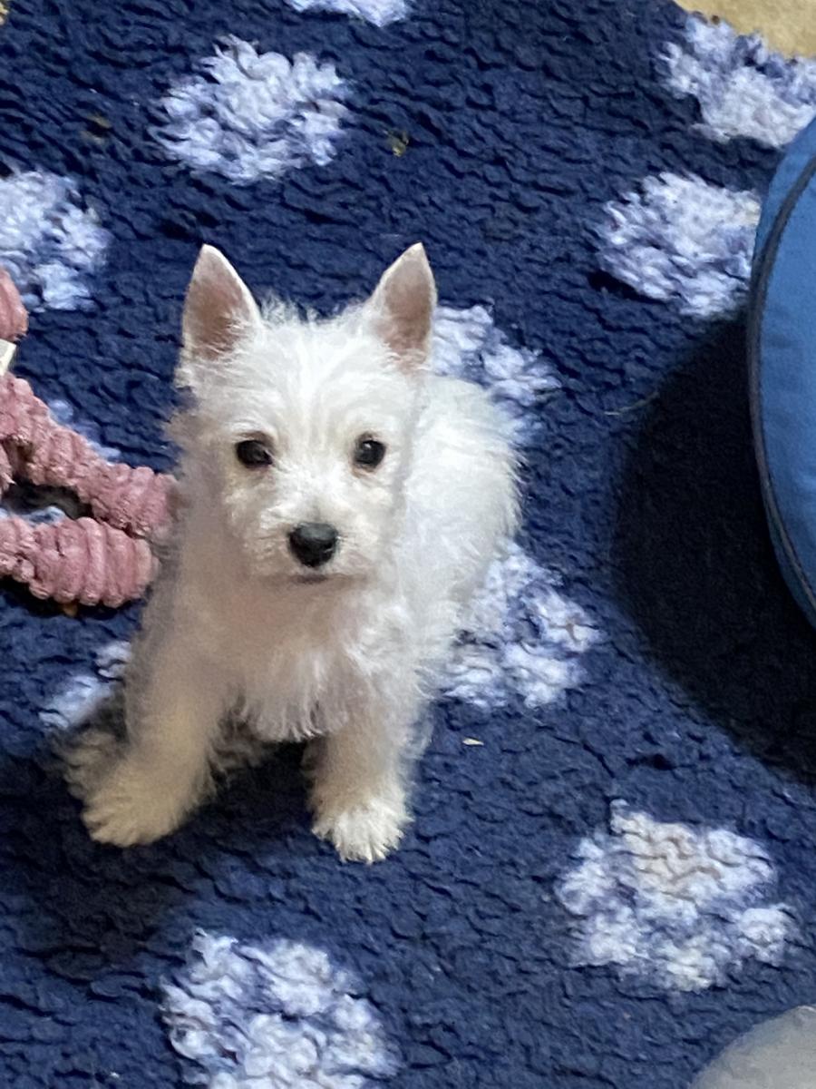 West highland white terrier