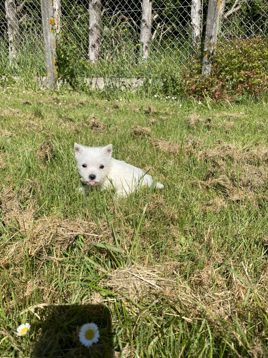 West highland white terrier