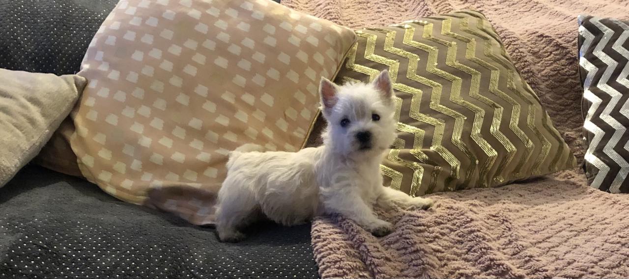 West highland white terrier