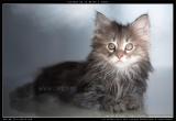 Chaton bleu tabby