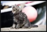 Chaton brown tabby