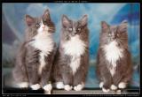 Chatons bleu solide et blanc