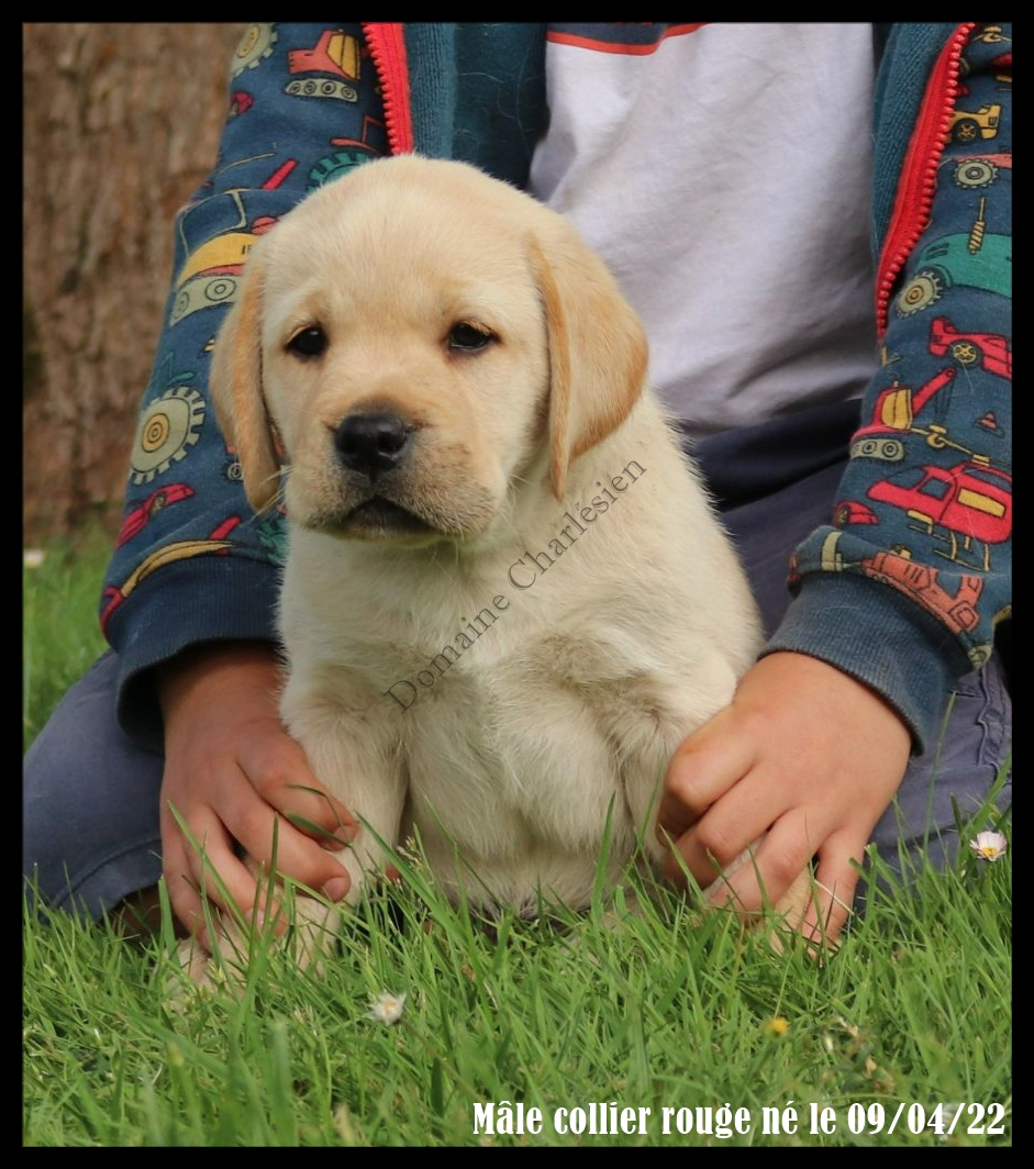 Labrador retriever