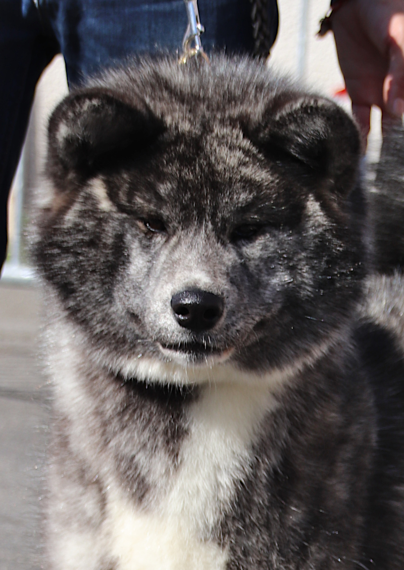 Akita inu