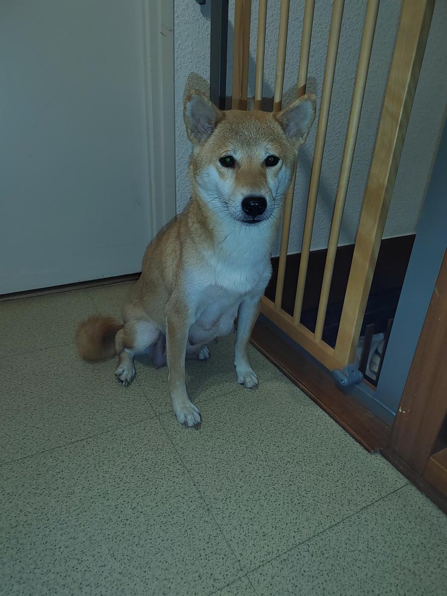 Shiba