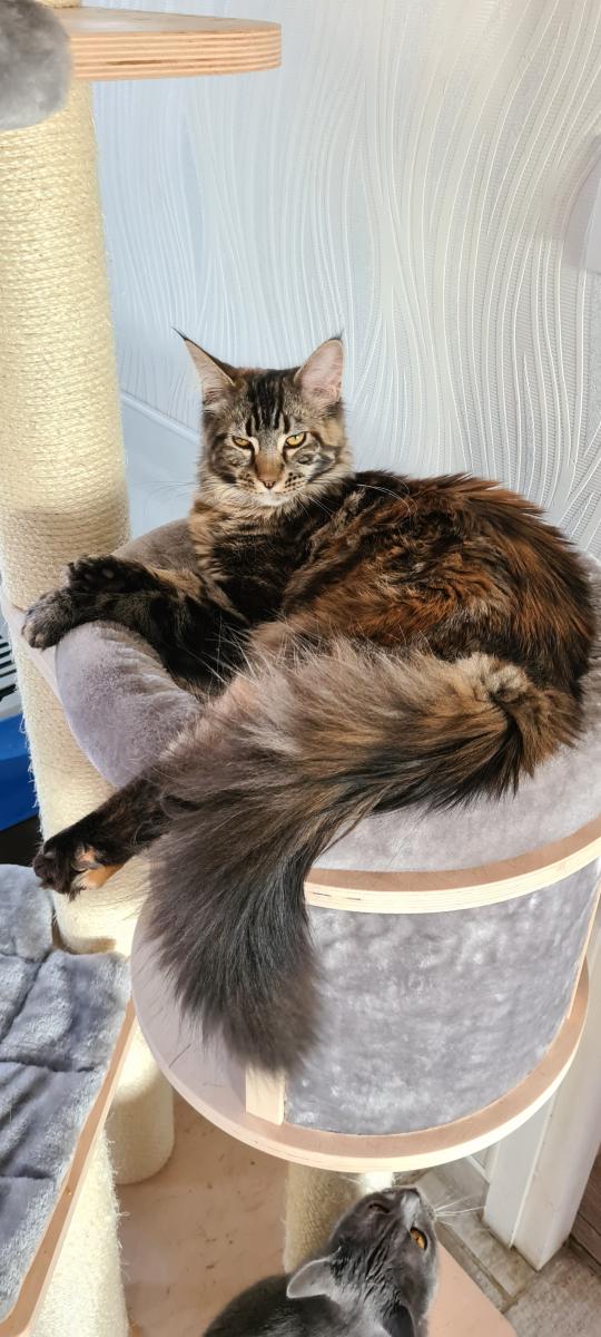 Maine coon