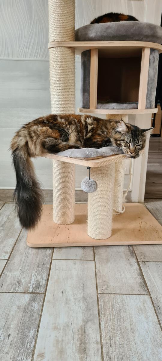 Maine coon