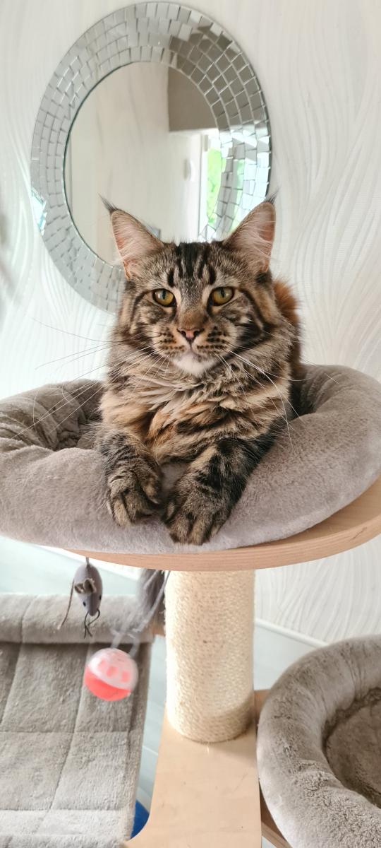 Maine coon