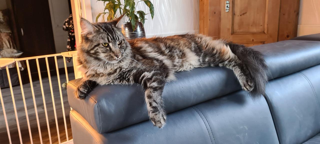 Maine coon