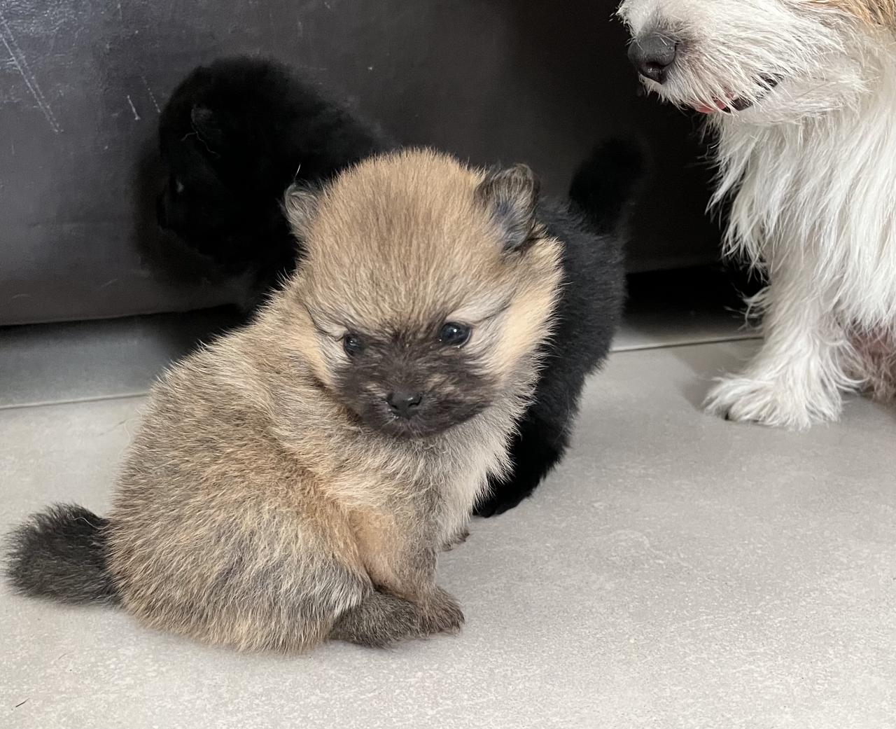 Quelques chiots de llevage