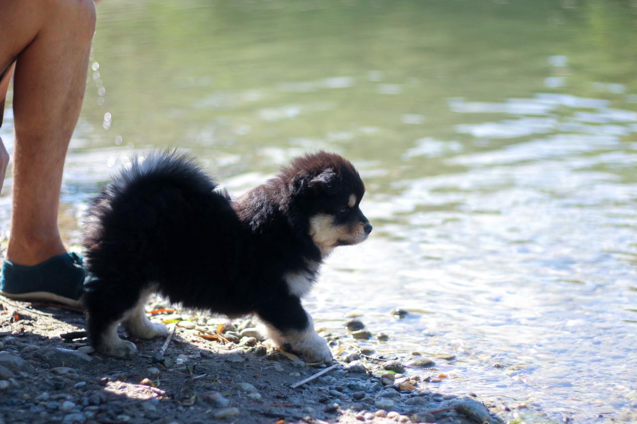 Nos chiens et chiots