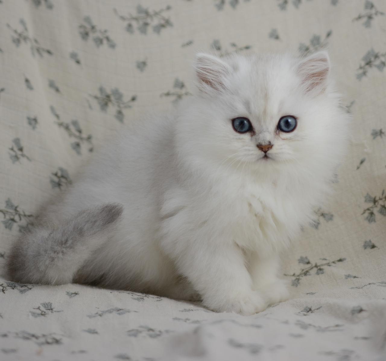 Chaton british longhair black silver shaded