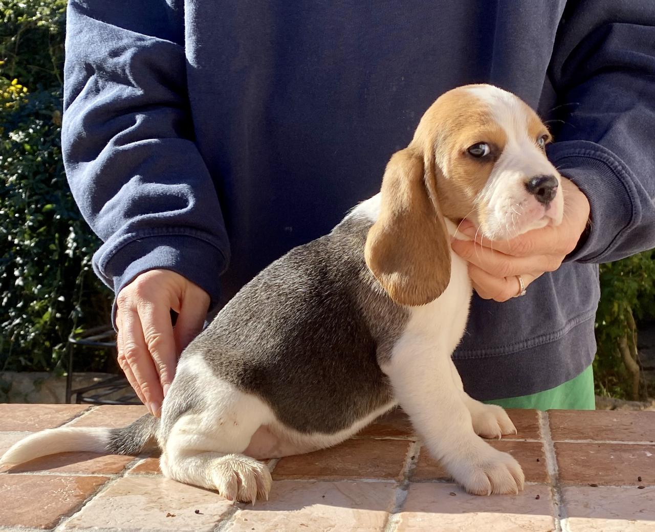 chiots du rallie sainte baume