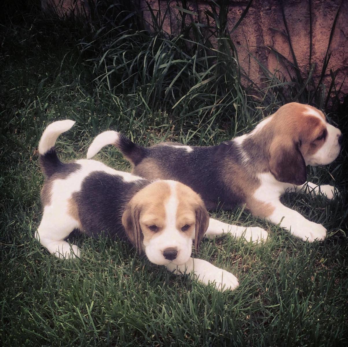 Beagle