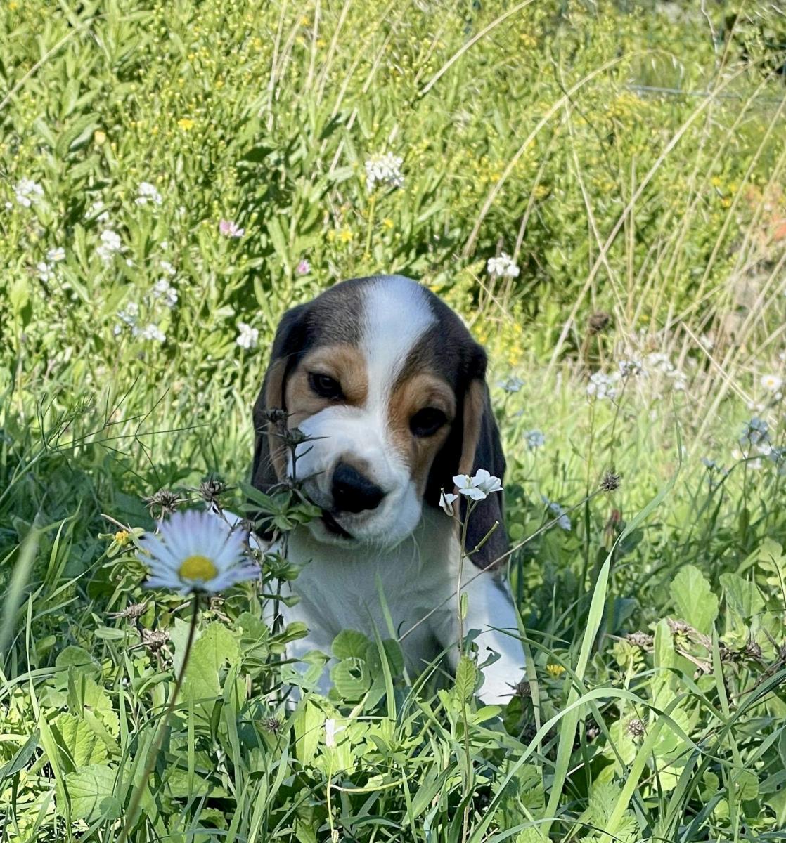 chiots des beagles du rallie sainte baume