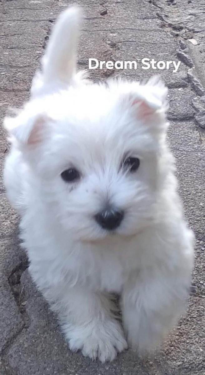 West highland white terrier