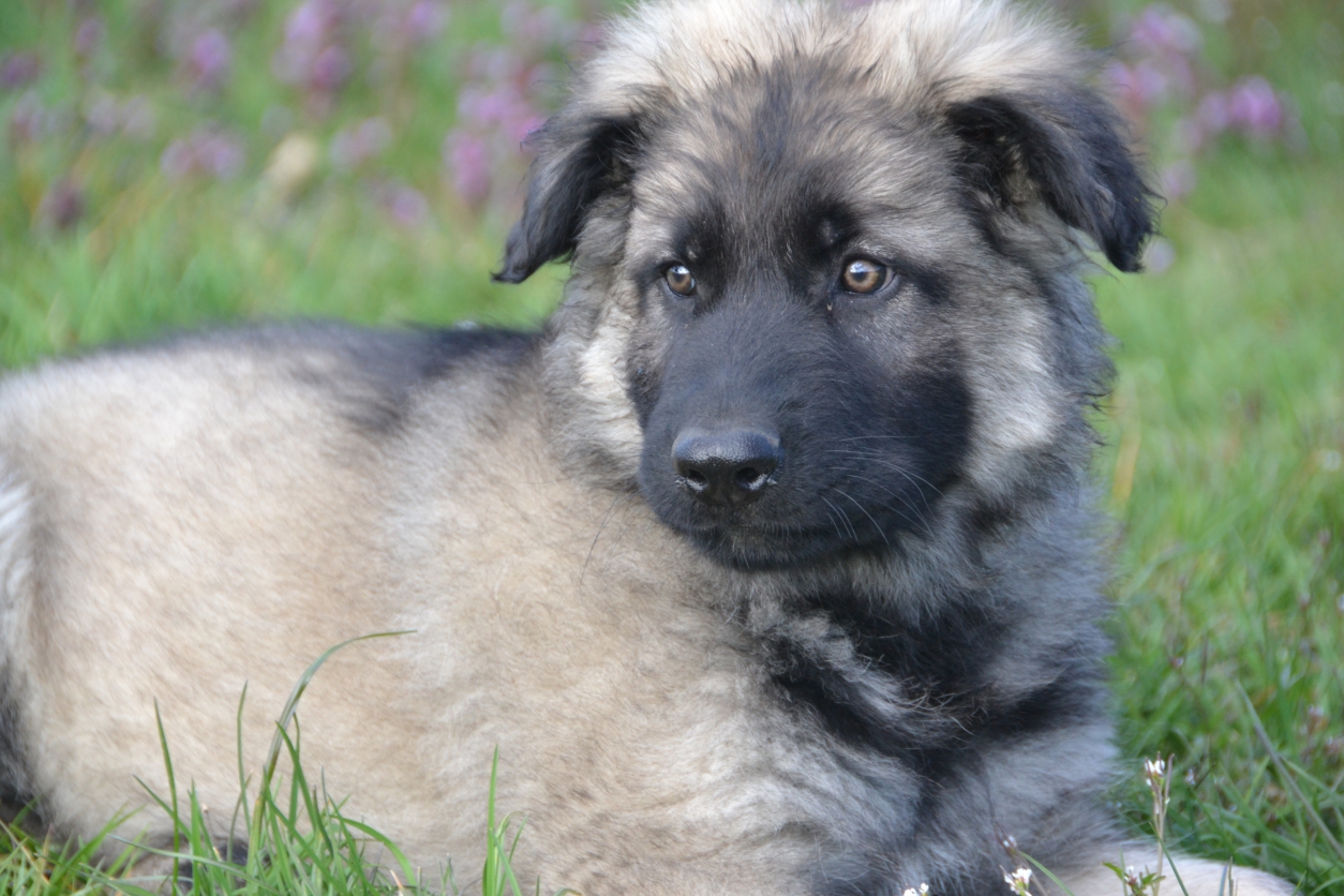 Berger allemand  poil long