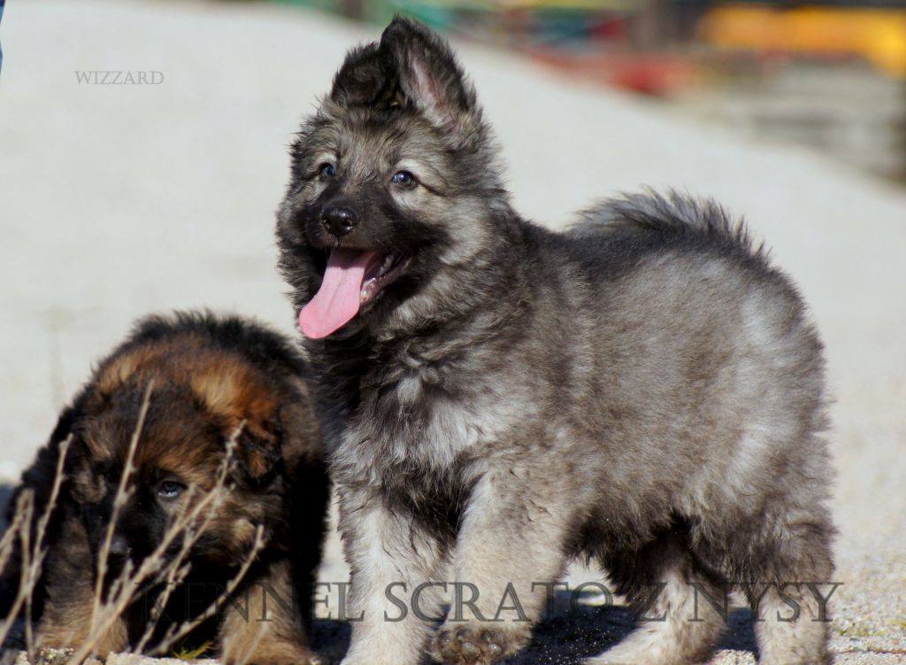 Berger allemand  poil long