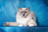 Splash Wave de Rag's Paradise - Mle bleu mitted