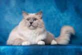 Splash Wave de Rag's Paradise - Mle bleu mitted