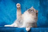 Splash Wave de Rag's Paradise - Mle bleu mitted