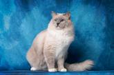 Splash Wave de Rag's Paradise - Mle bleu mitted