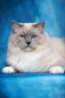 Splash Wave de Rag's Paradise - - Mle bleu mitted