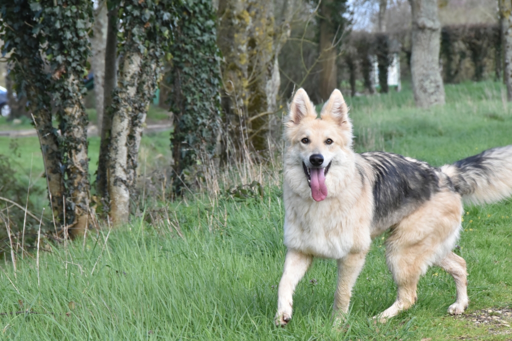 Berger allemand  poil long