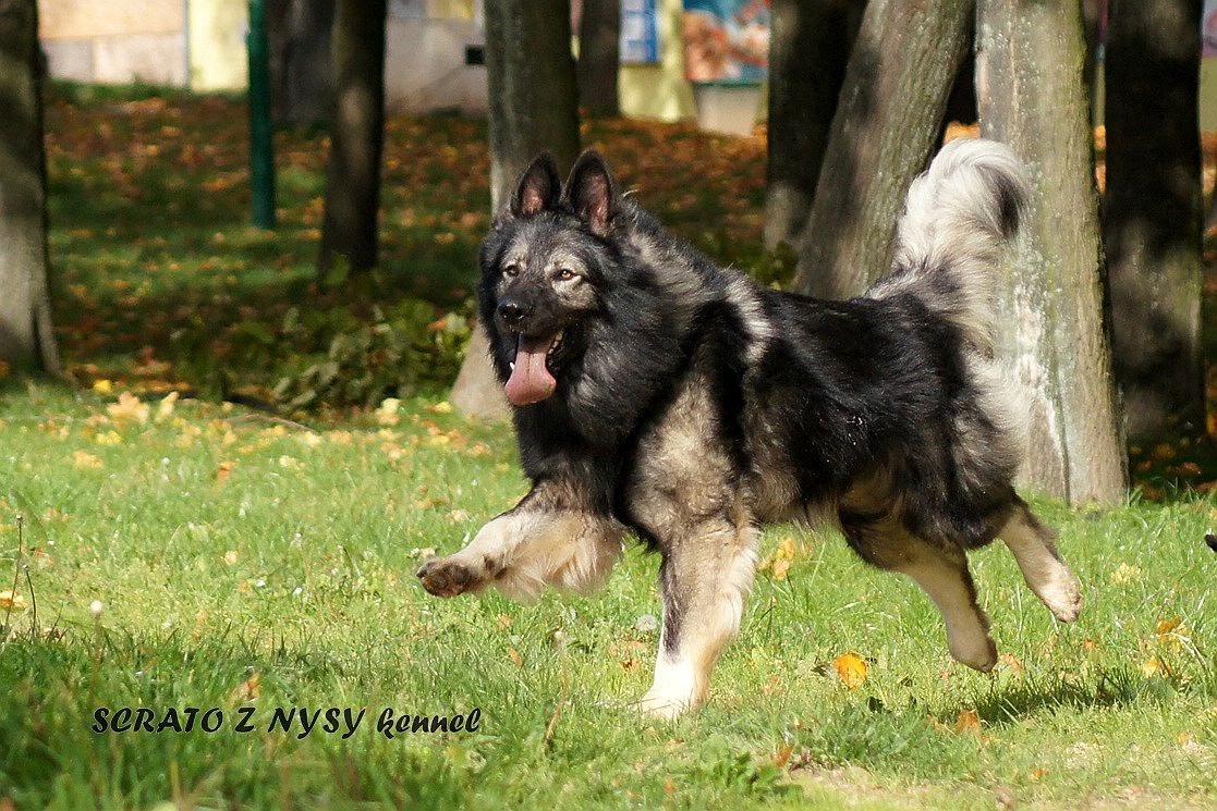 Berger allemand  poil long