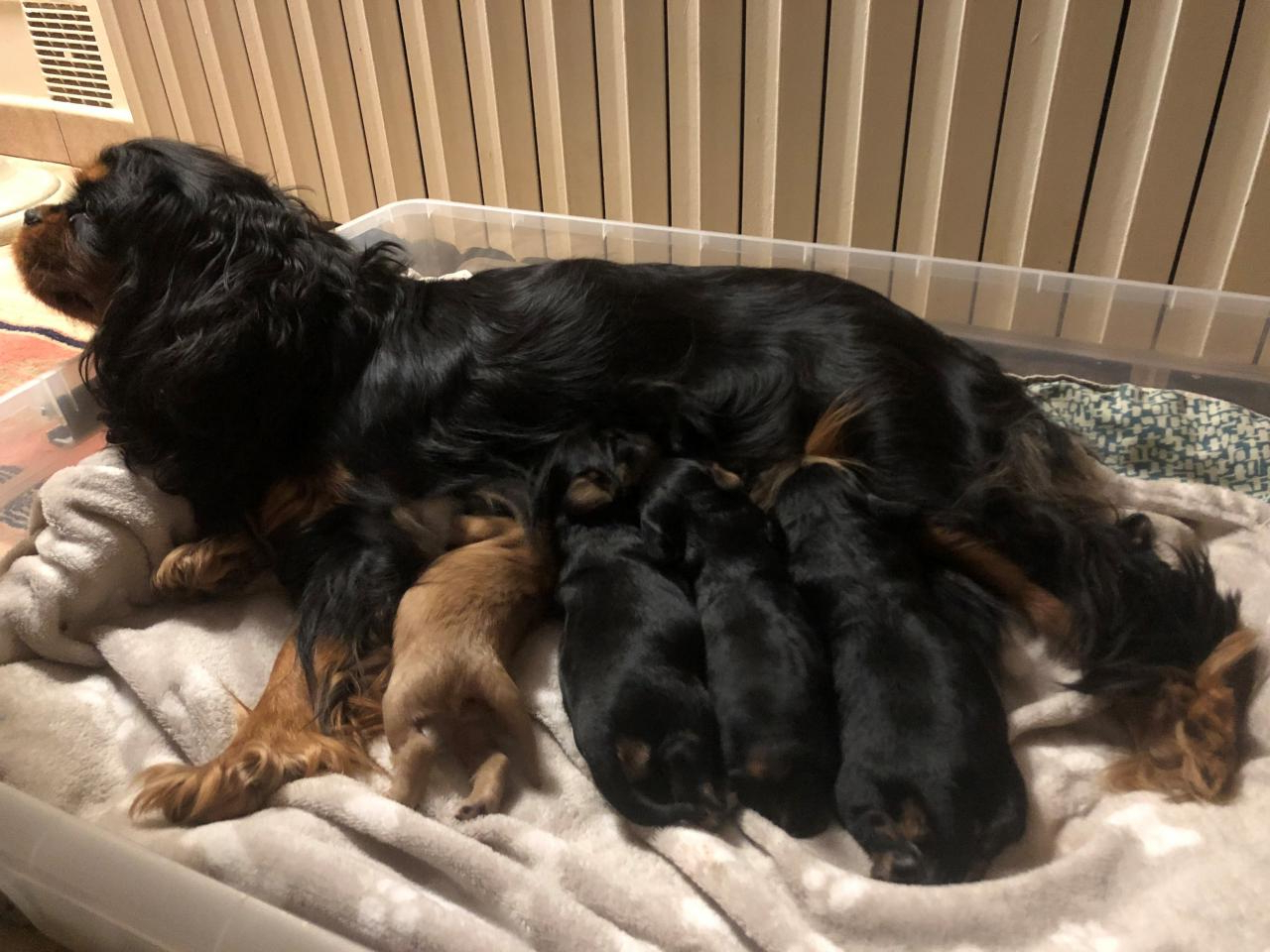 Cavalier king charles spaniel