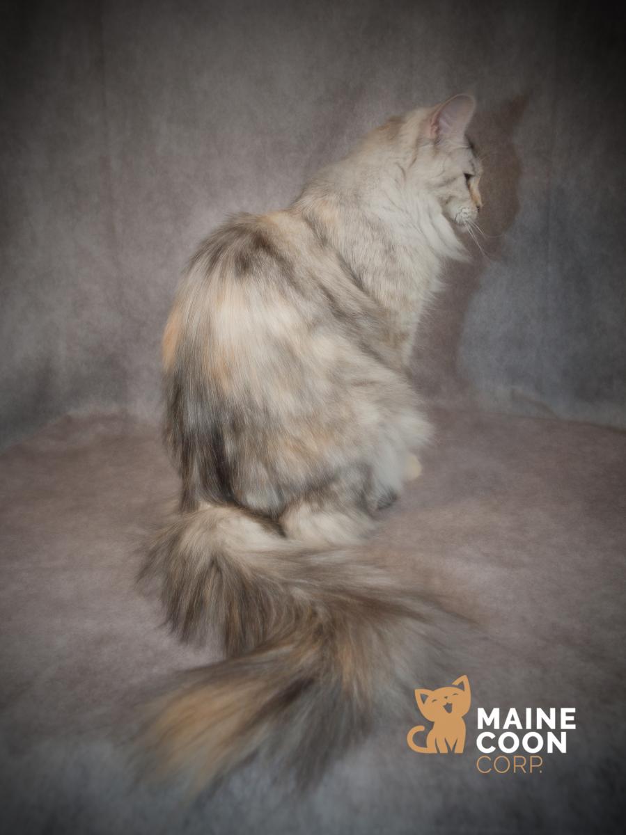 Maine coon