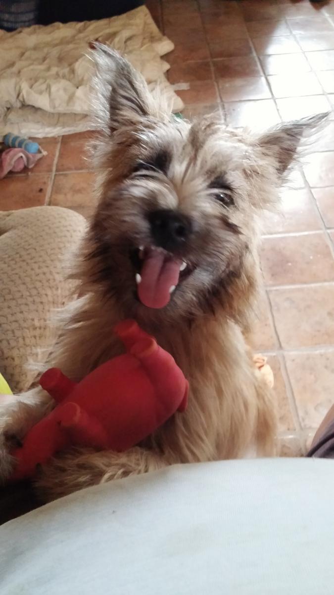 cairn terrier