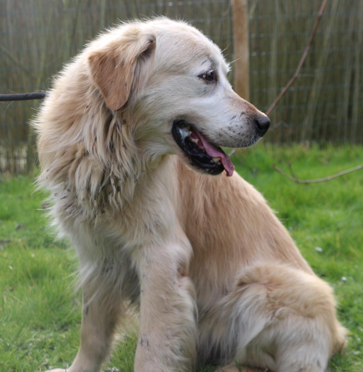 Golden retriever