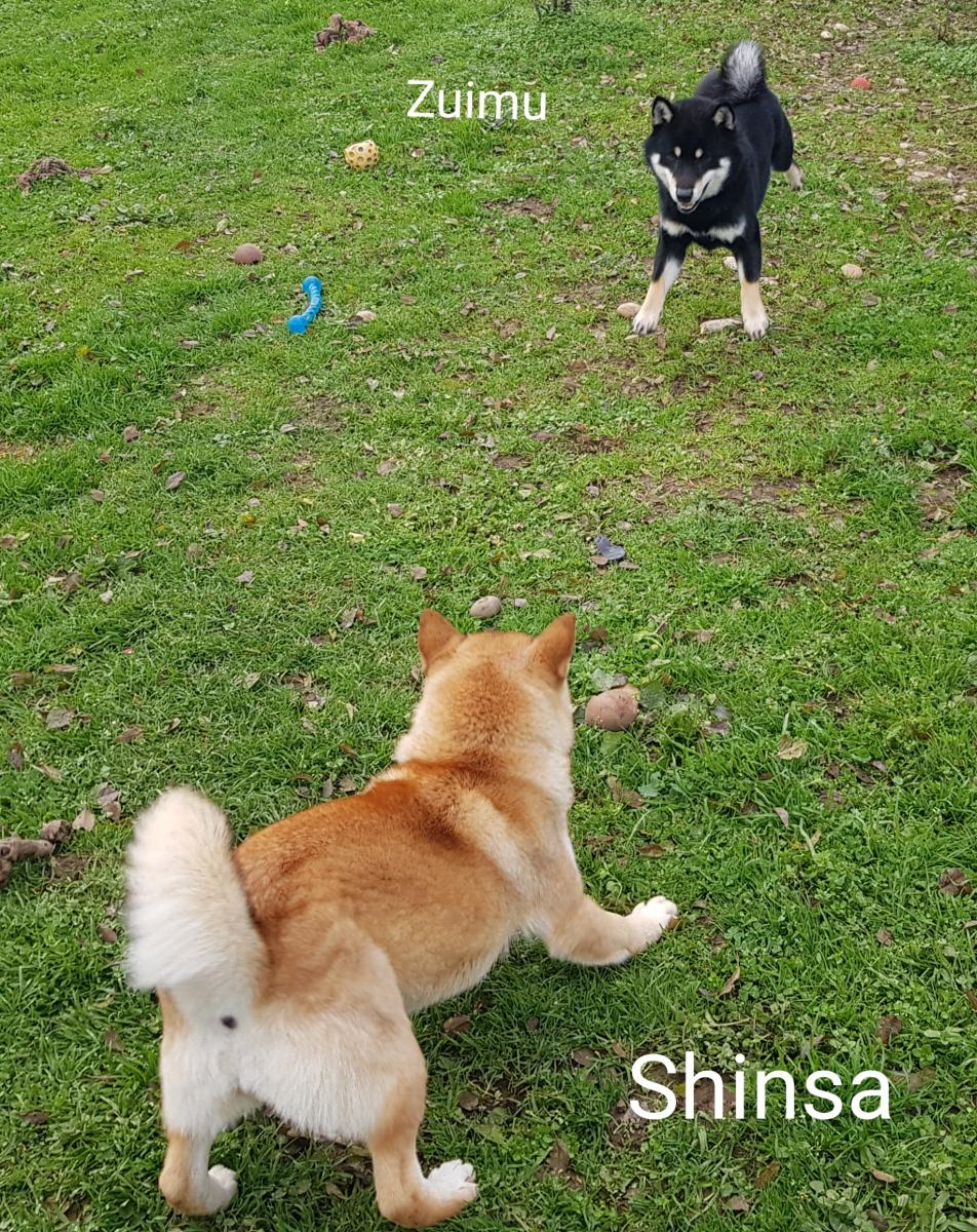 Shiba