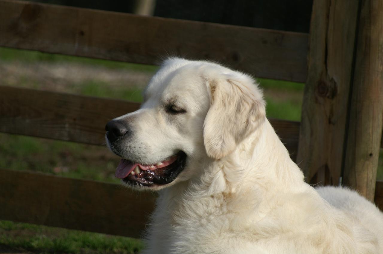 Aiden, un beau et gentil male