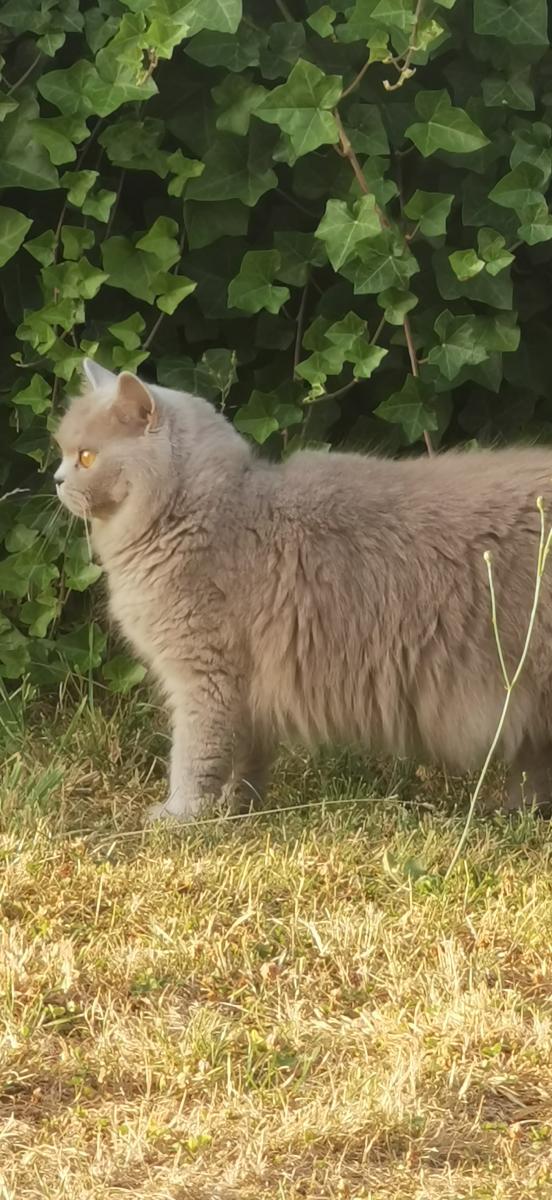 British longhair