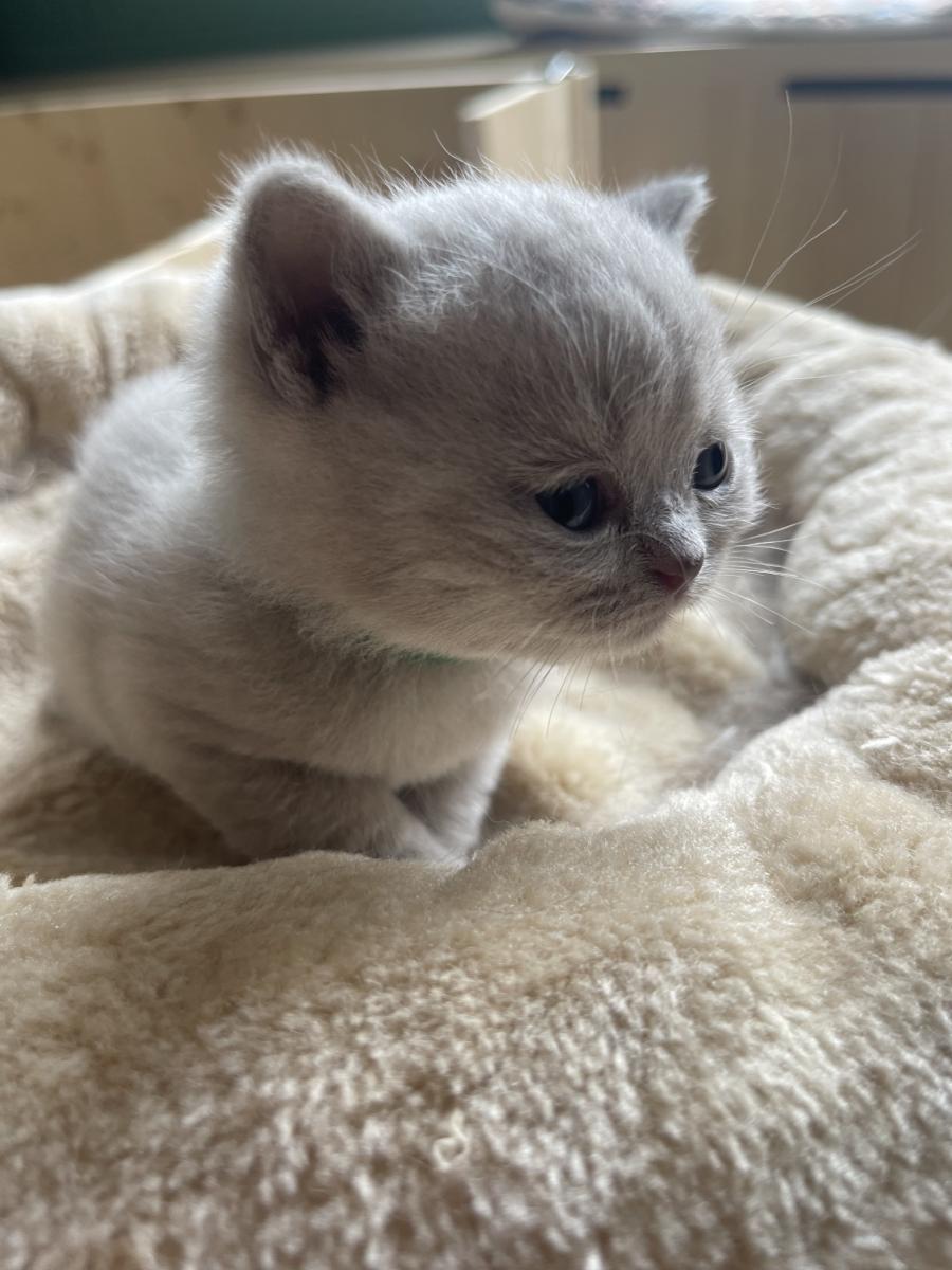 British shorthair