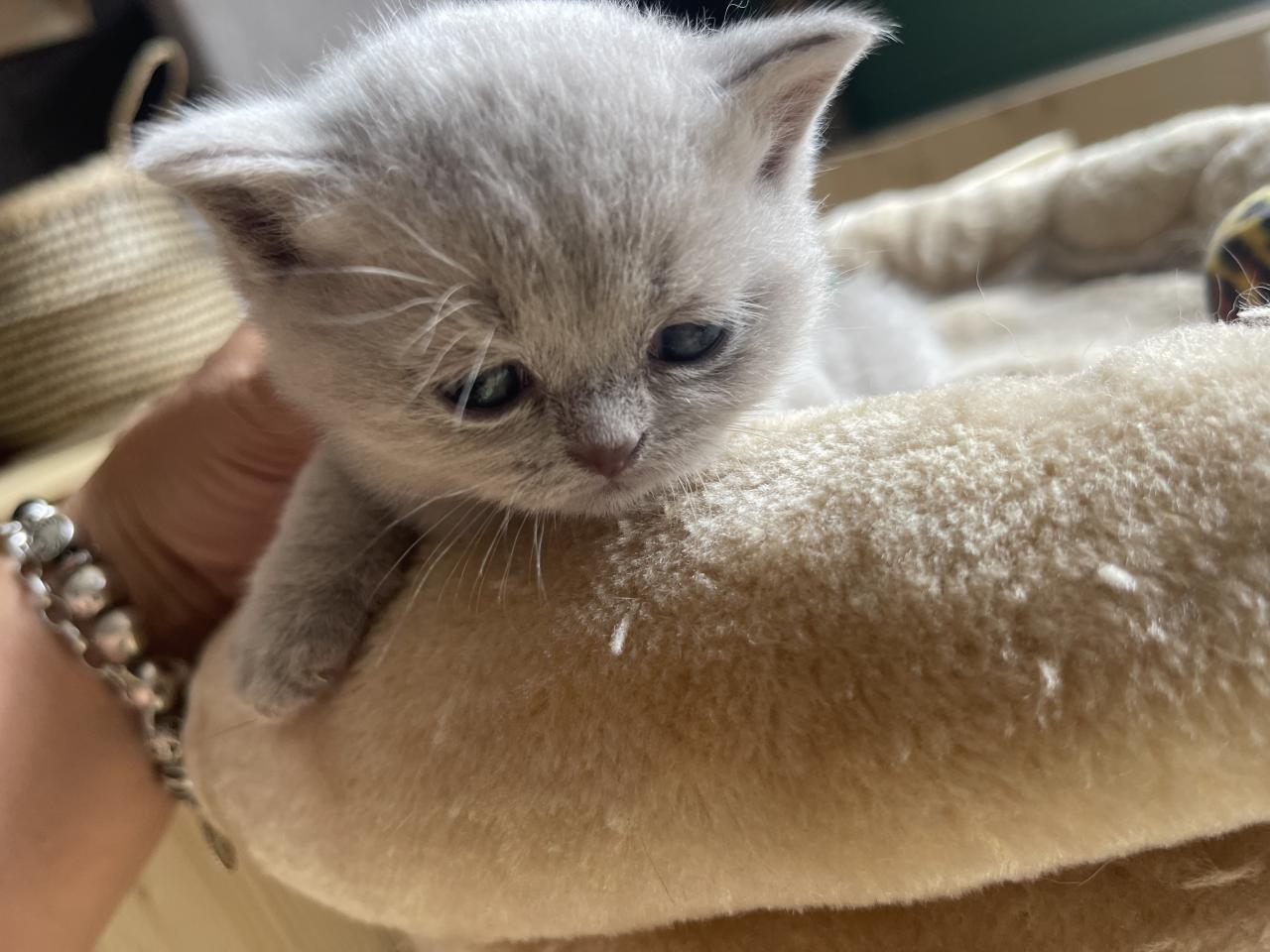 British shorthair