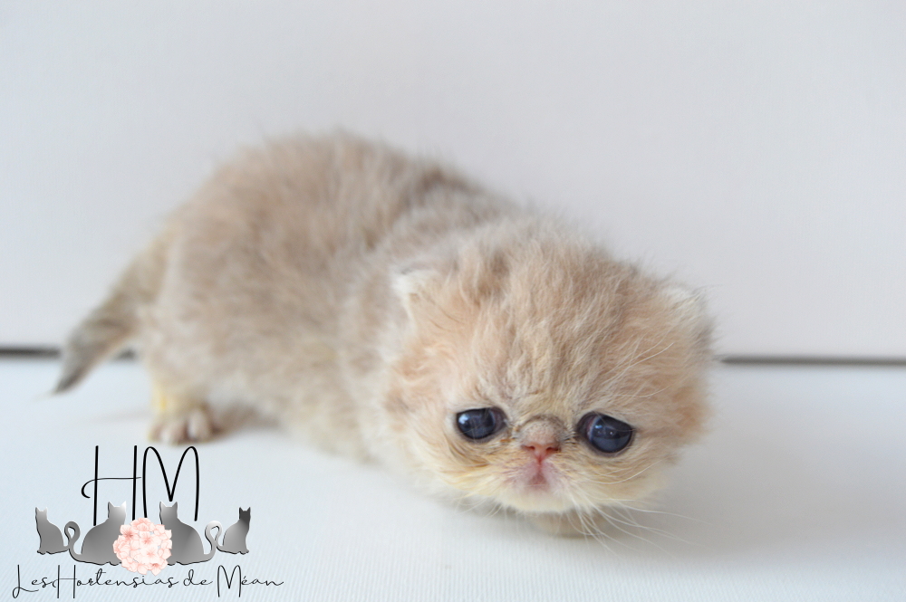 Exotic shorthair