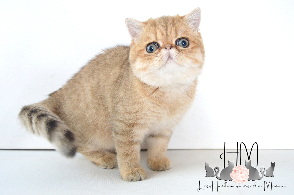 Exotic shorthair